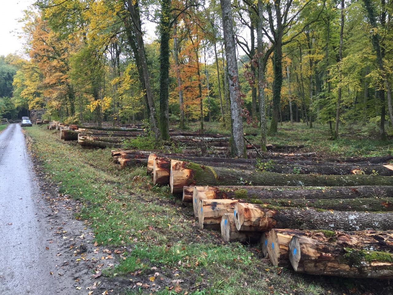 White Oak from a French forest