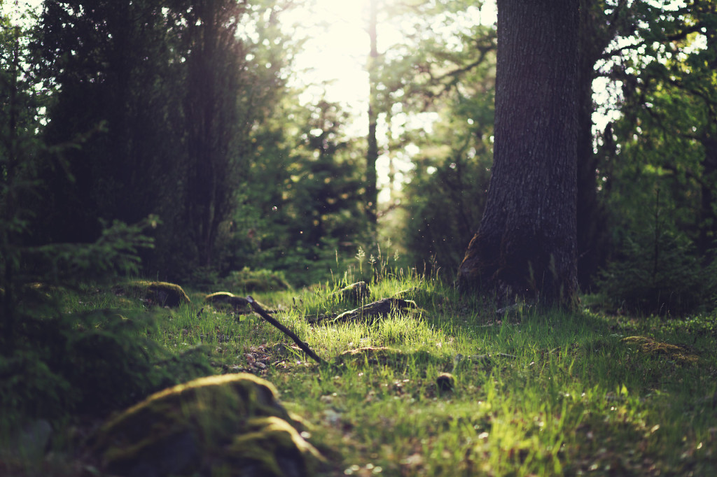 wood-nature-sunny-forest